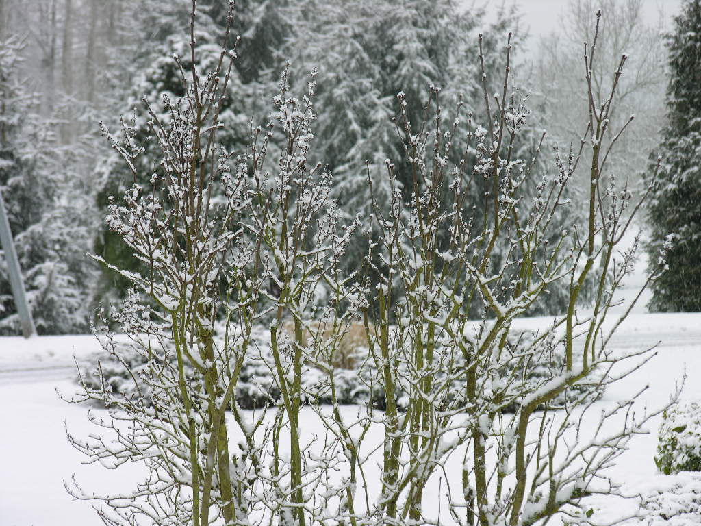 Fonds d'cran Nature Saisons - Hiver 