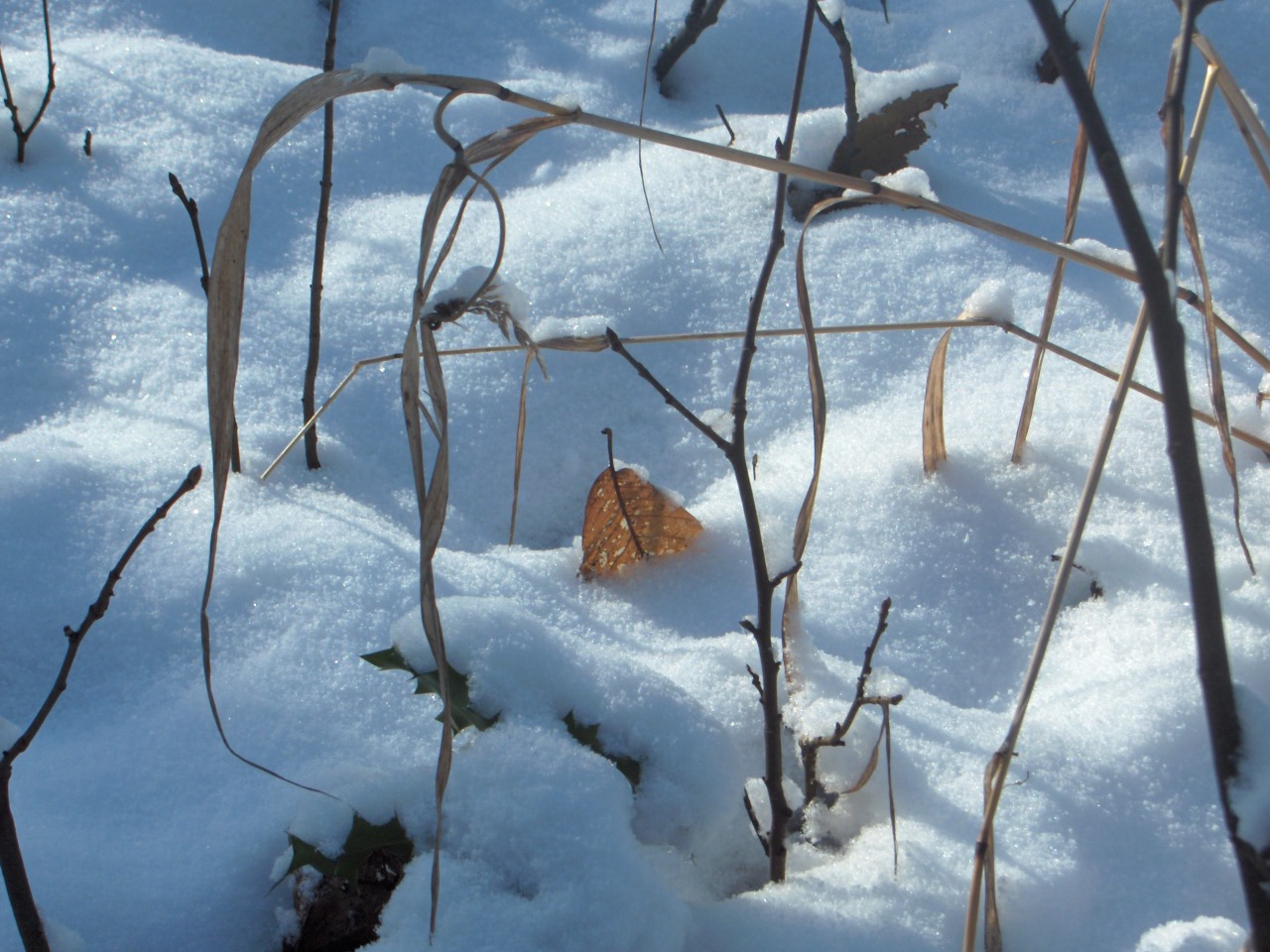 Fonds d'cran Nature Saisons - Hiver L'hiver en fort