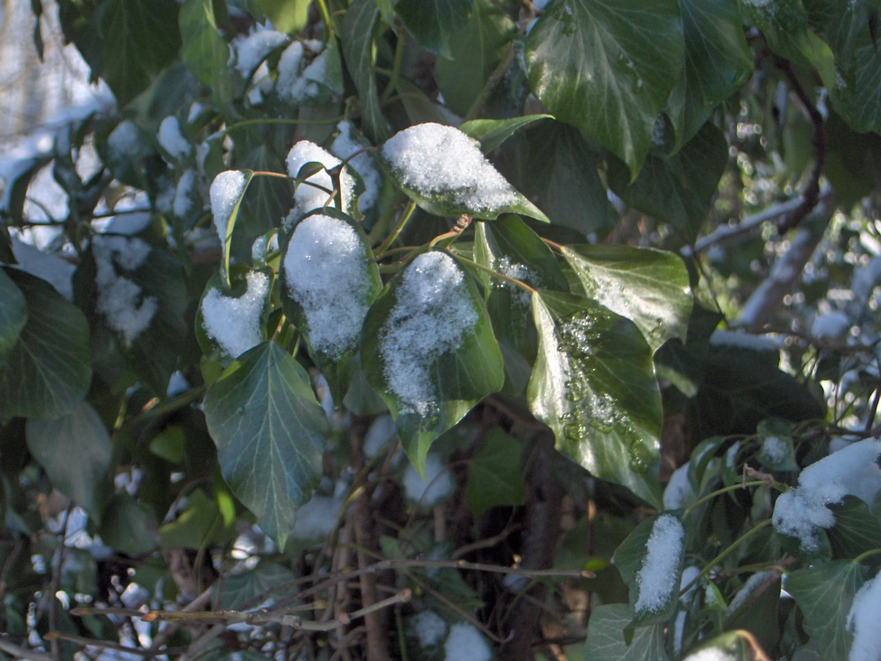 Fonds d'cran Nature Feuilles - Feuillages Feuilles sous la neige