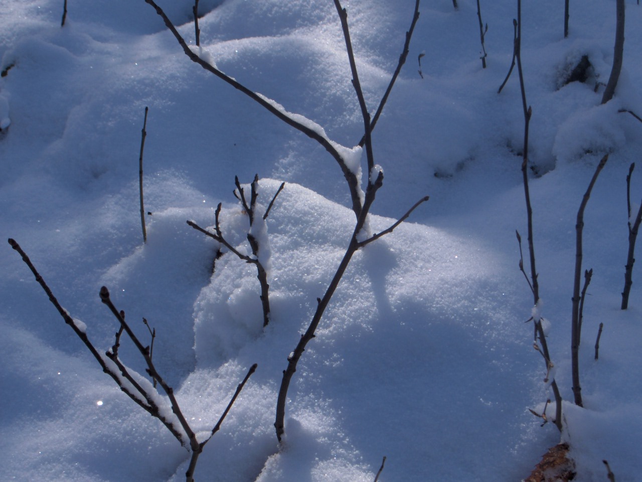 Fonds d'cran Nature Saisons - Hiver sous la neige