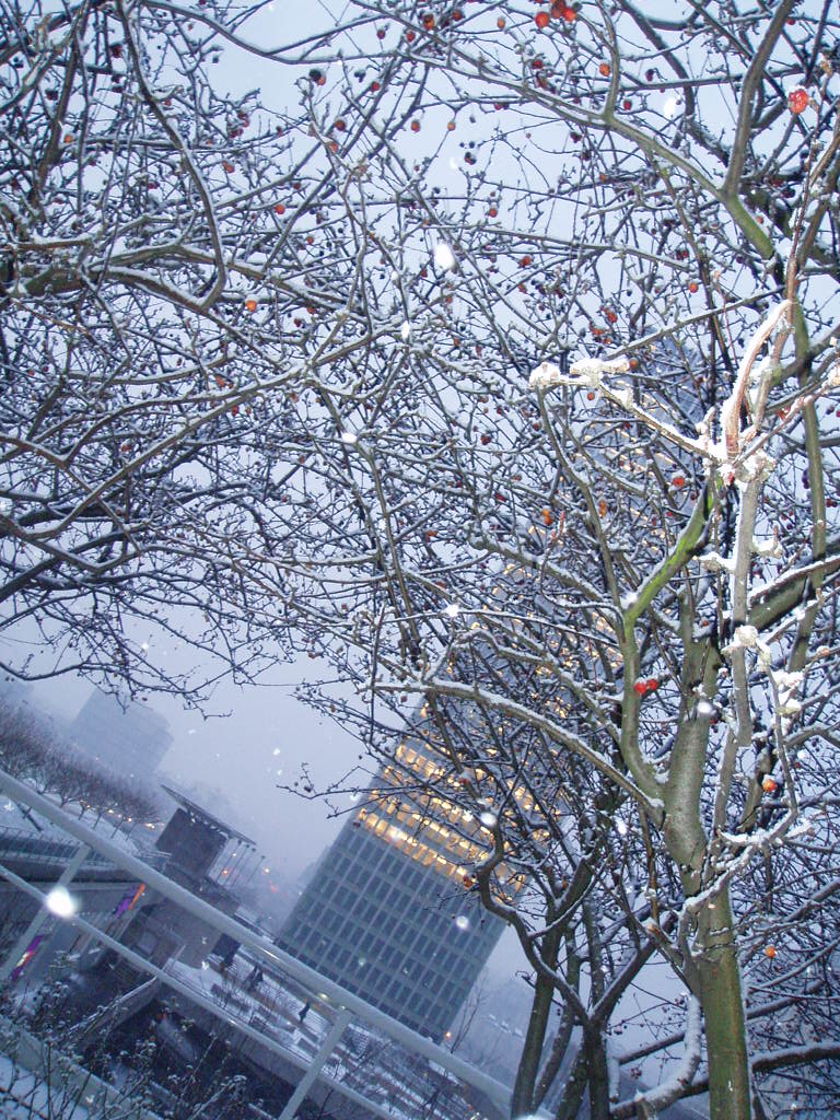 Fonds d'cran Nature Arbres - Forts la dfense dans la neige