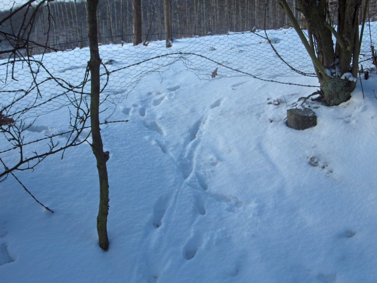 Fonds d'cran Nature Saisons - Hiver Empreintes hivernales