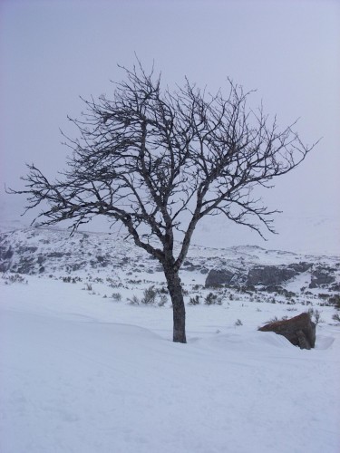 Fonds d'cran Nature Arbres - Forts photo a prat bouc