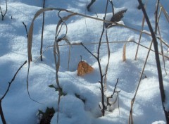 Fonds d'cran Nature L'hiver en fort