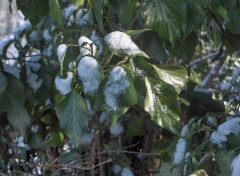 Fonds d'cran Nature Feuilles sous la neige