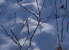 Fonds d'cran Nature sous la neige