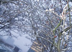 Fonds d'cran Nature la dfense dans la neige