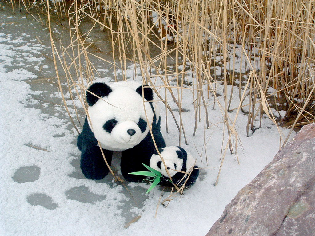 Fonds d'cran Objets Peluches Pandas