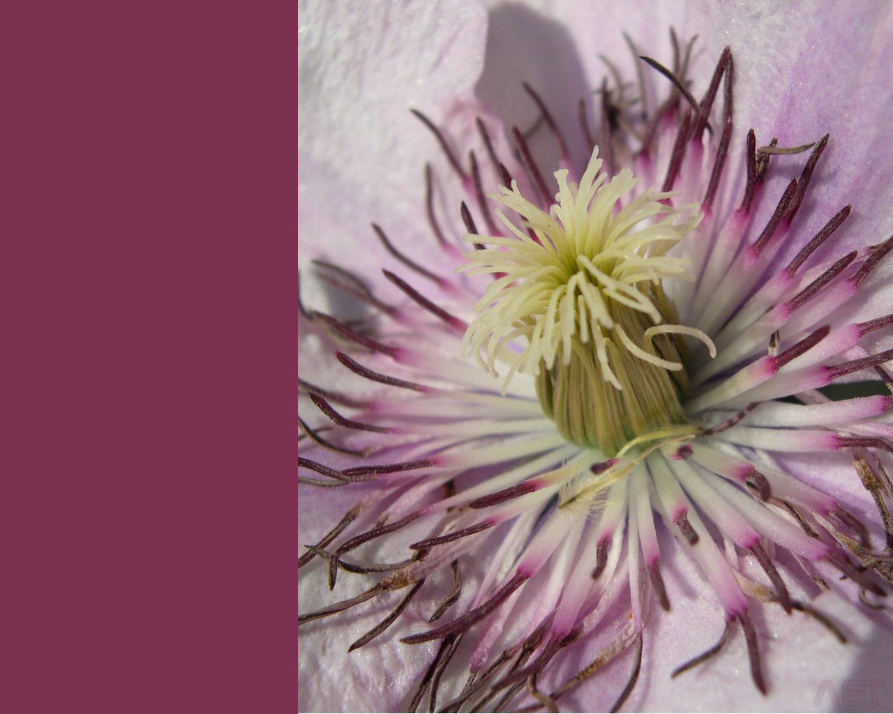 Fonds d'cran Nature Fleurs Coeur de clmatite