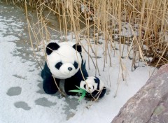 Fonds d'cran Objets Pandas