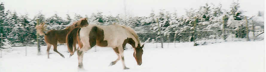 Fonds d'cran Animaux Chevaux dtente