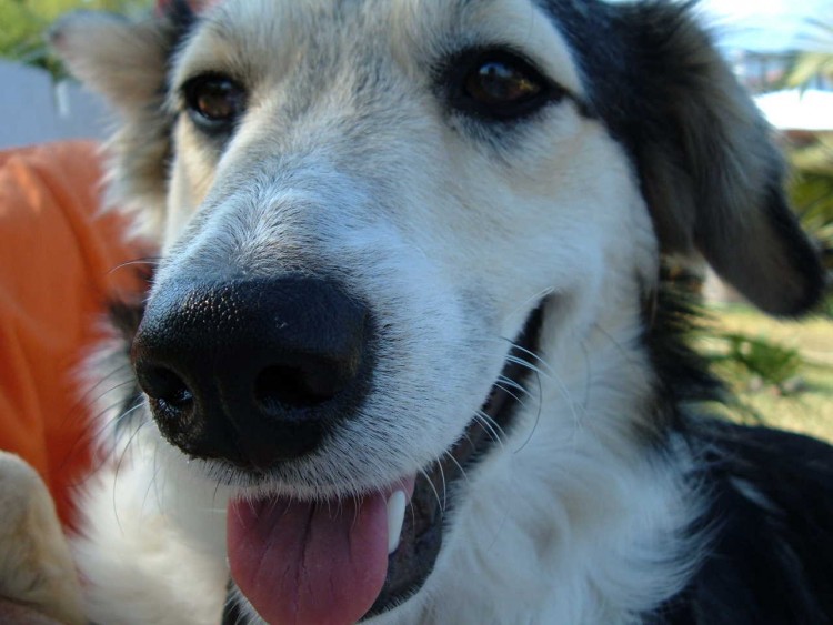 Fonds d'cran Animaux Chiens Roxy sourit