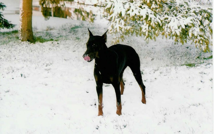 Fonds d'cran Animaux Chiens enfin la neige!!!