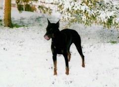 Fonds d'cran Animaux enfin la neige!!!