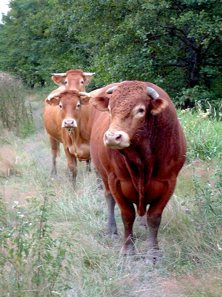 Fonds d'cran Animaux Vaches - Taureaux - Boeufs Vaches Limousines Haute-Vienne Javerdat