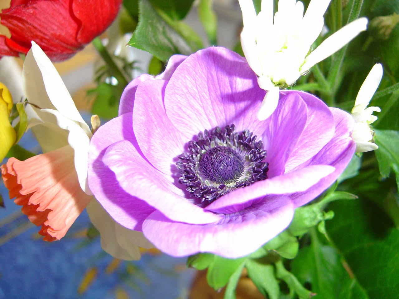 Fonds d'cran Nature Fleurs 