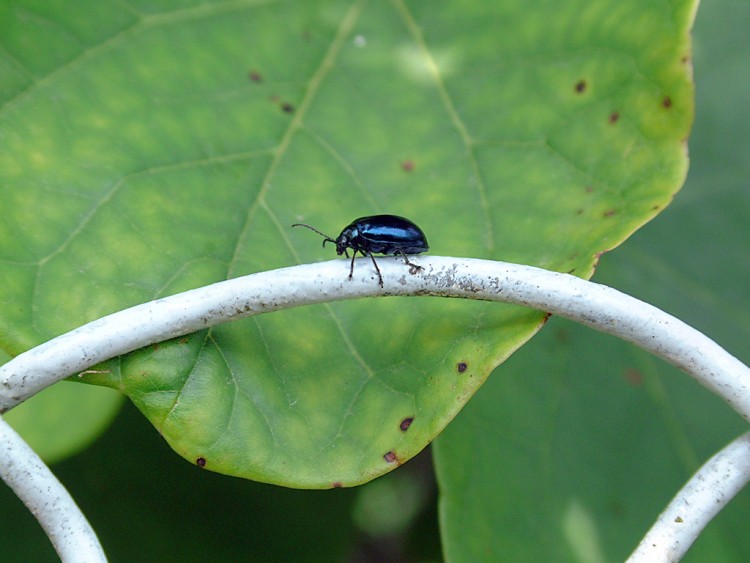 Fonds d'cran Animaux Insectes - Divers Insecte campagne limousine Limoges