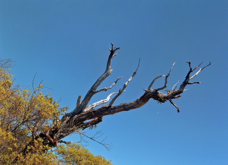 Fonds d'cran Nature Arbres - Forts Ile de la Runion