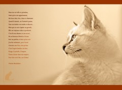 Wallpapers Animals le chat de Beaudelaire