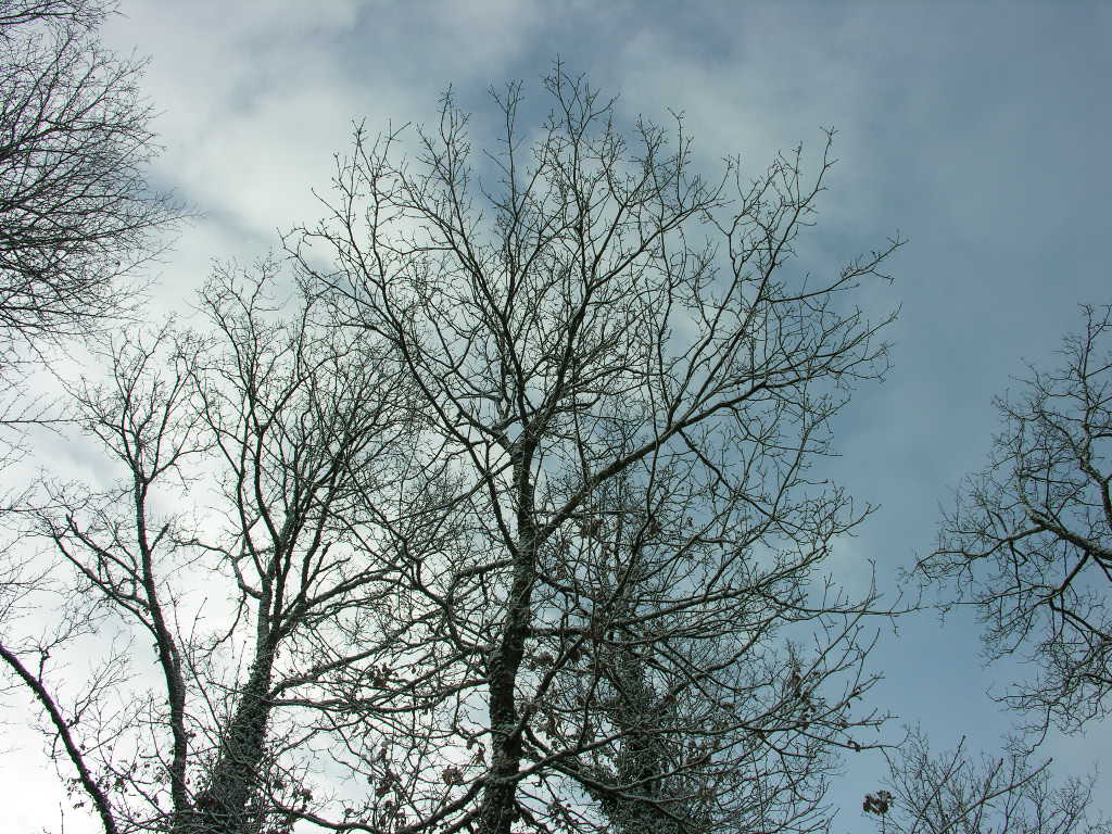 Fonds d'cran Nature Arbres - Forts 