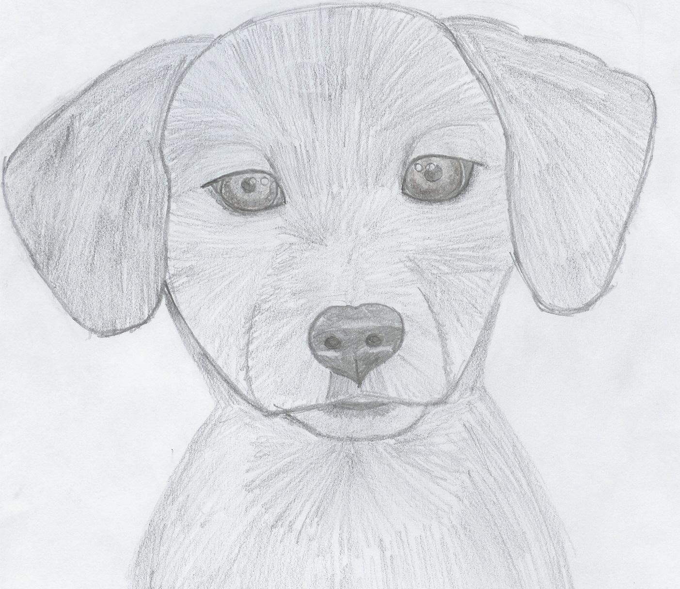 Fonds d'cran Art - Crayon Animaux - Chiens Tte de chien