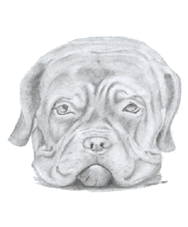 Wallpapers Art - Pencil Animals - Dogs Tte de chien