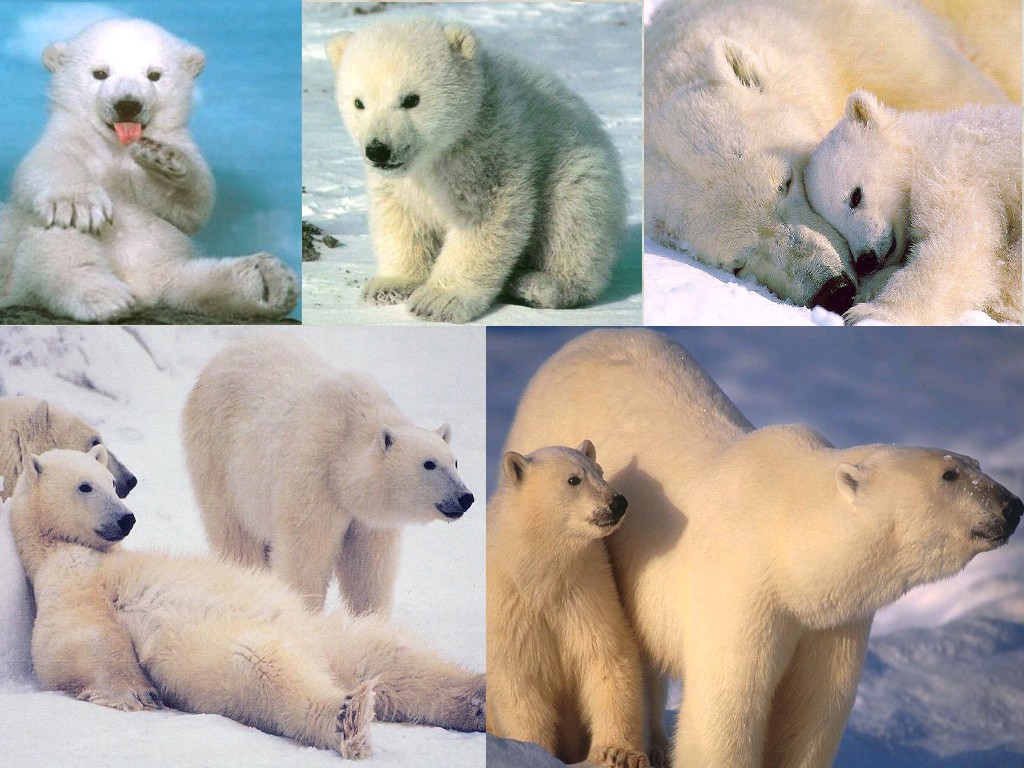 Wallpapers Animals Bears L'ours polaire