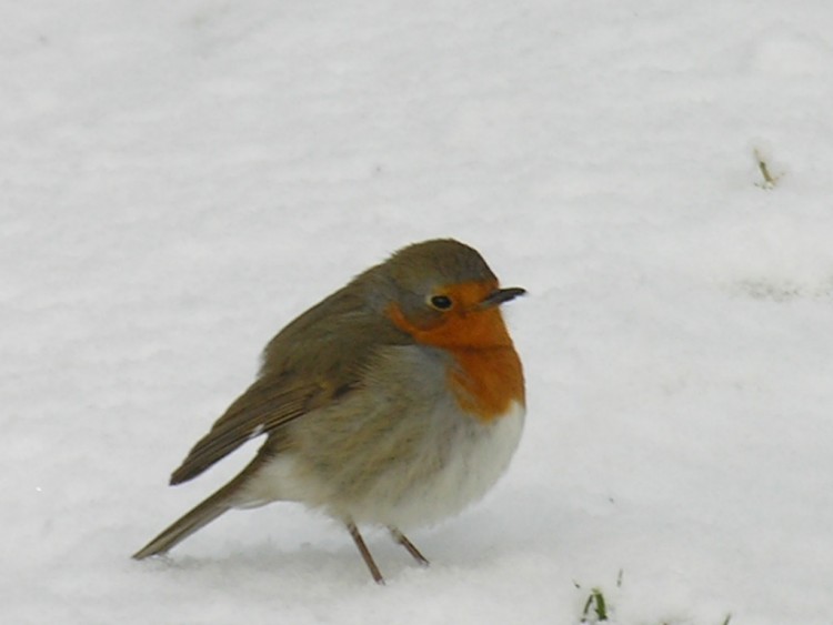 Fonds d'cran Animaux Oiseaux - Rougegorges Dur dur l'hiver