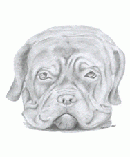 Wallpapers Art - Pencil Animals - Dogs Tte de chien