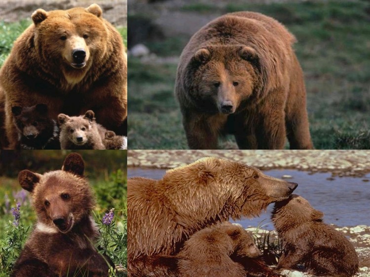 Wallpapers Animals Bears L'ours brun