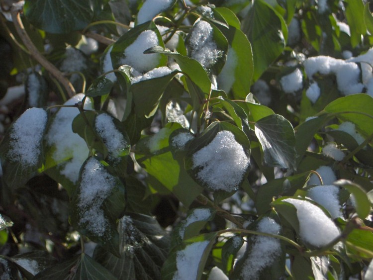 Fonds d'cran Nature Saisons - Hiver sous la neige