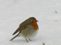 Fonds d'cran Animaux Dur dur l'hiver