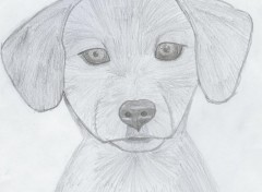 Wallpapers Art - Pencil Tte de chien