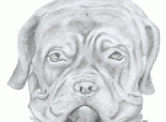 Wallpapers Art - Pencil Tte de chien