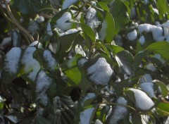 Fonds d'cran Nature sous la neige