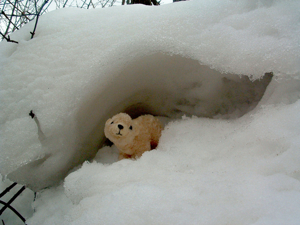 Fonds d'cran Objets Peluches Petit Ours Blanc devant sa grotte...