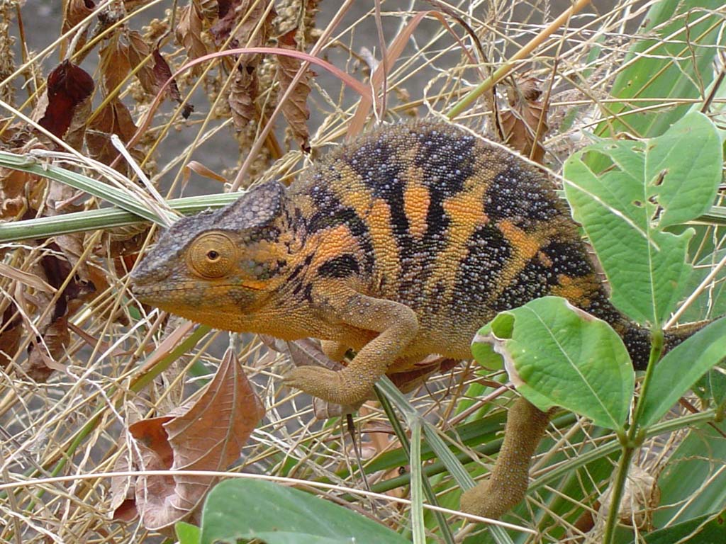 Wallpapers Animals Chameleons L'endormi femelle