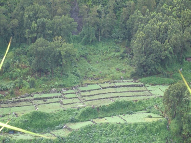 Fonds d'cran Voyages : Afrique La Runion Plantation de cresson