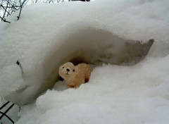 Wallpapers Objects Petit Ours Blanc devant sa grotte...