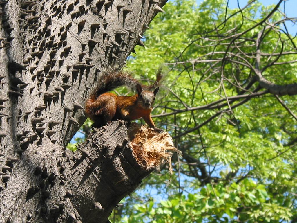 Fonds d'cran Animaux Rongeurs - Divers Encore un cureuil sympa