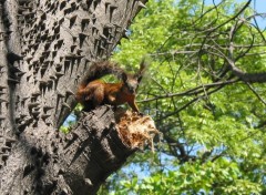 Fonds d'cran Animaux Encore un cureuil sympa