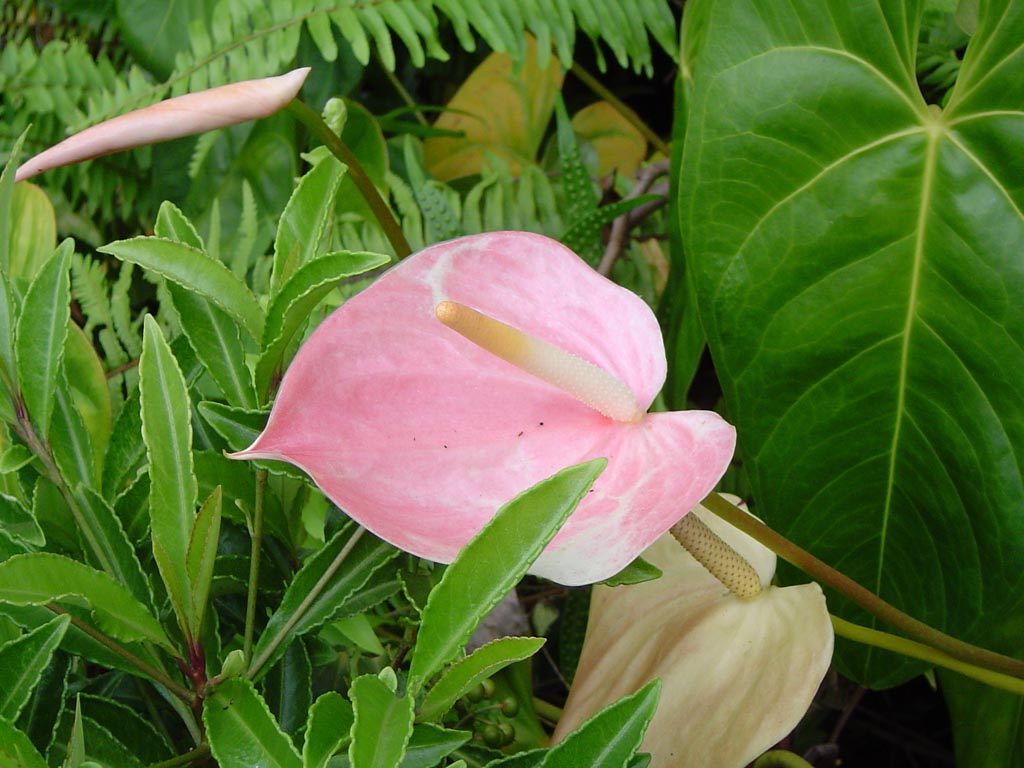 Wallpapers Nature Flowers anthurium