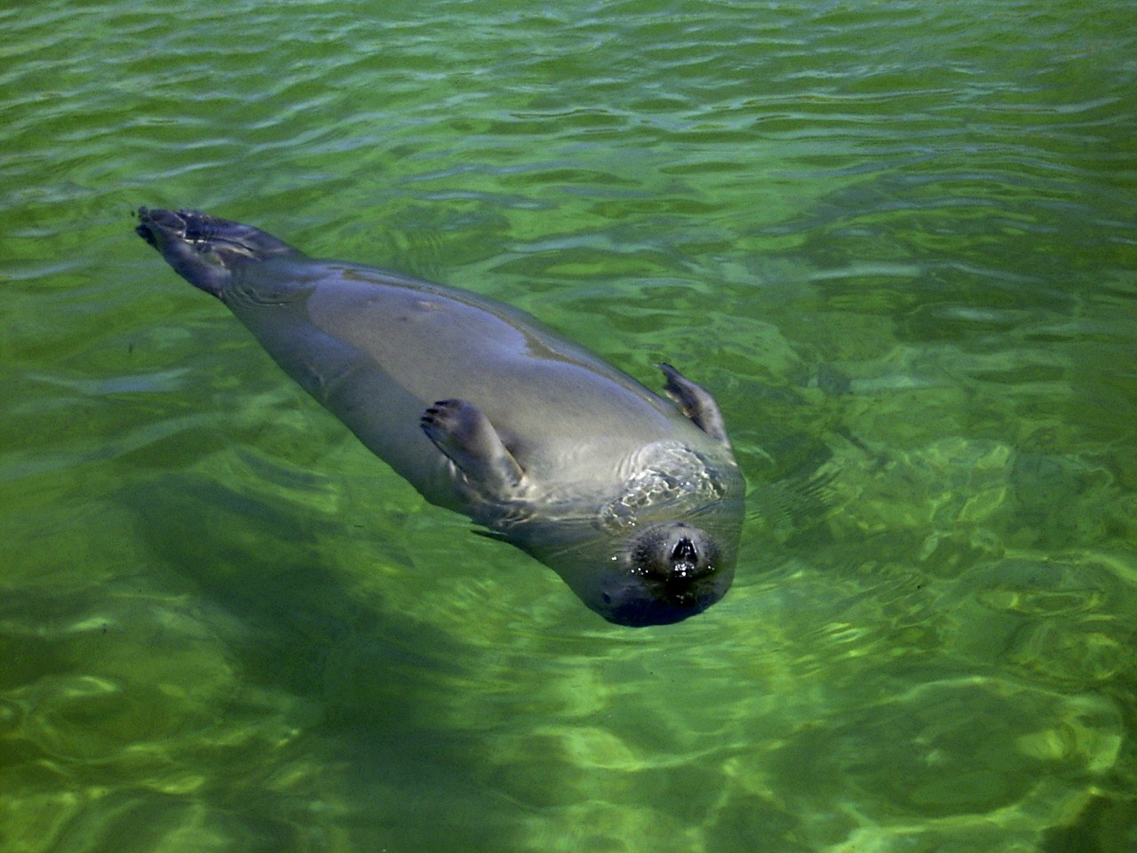 Wallpapers Animals Sealife - Sea lions Au soleil....