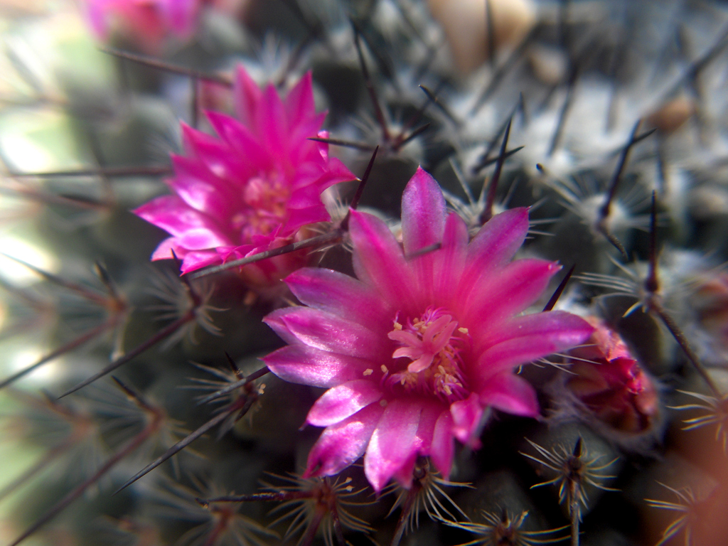 Fonds d'cran Nature Fleurs fleur de cactus