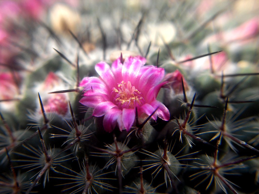 Wallpapers Nature Flowers fleur de cactus