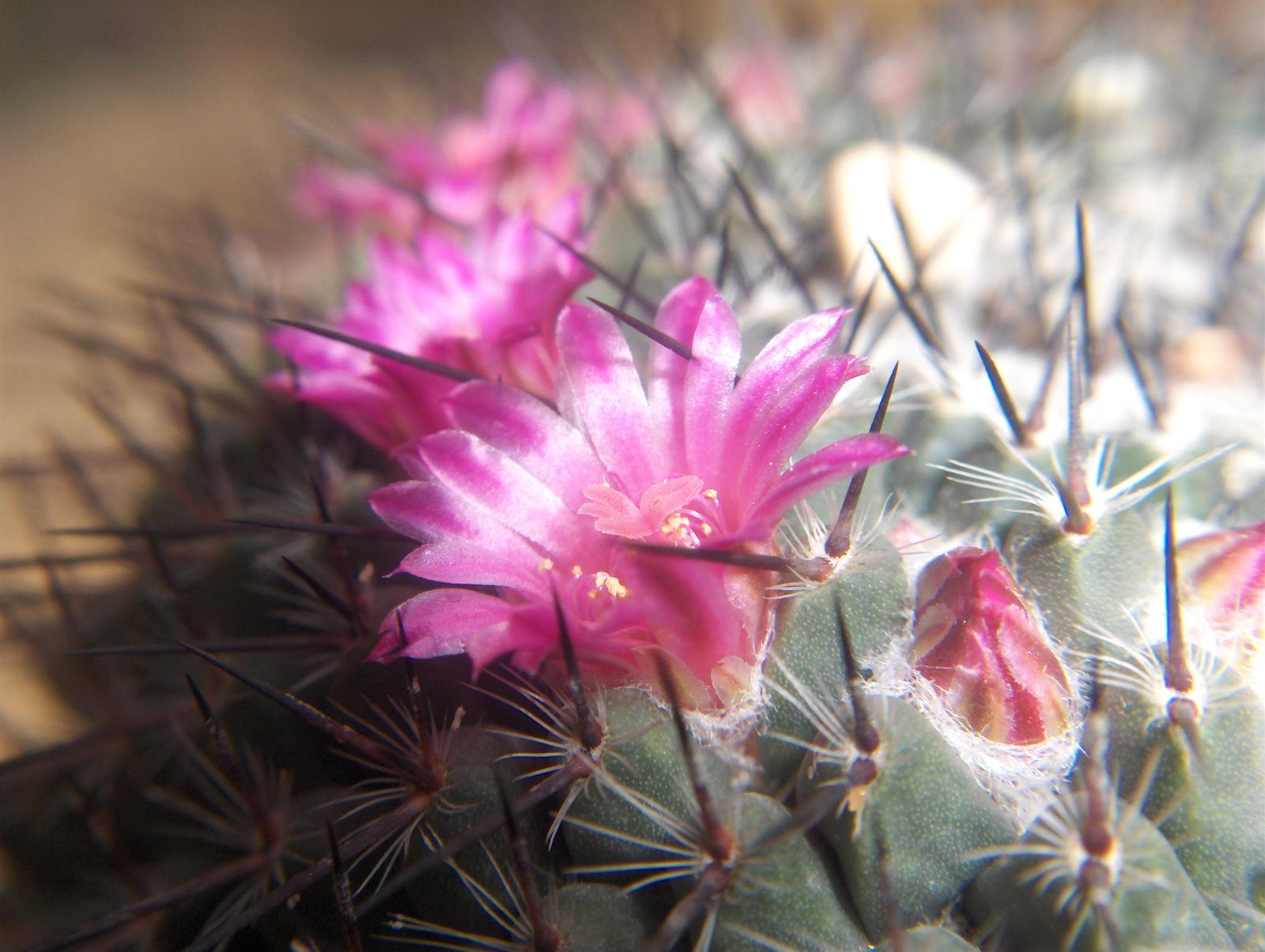 Fonds d'cran Nature Fleurs fleur de cactus