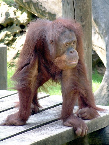 Fonds d'cran Animaux Singes Orang-outang