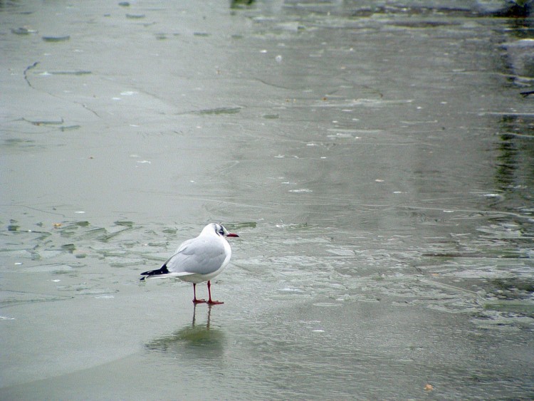 Wallpapers Animals Birds - Ducks Je te surveille, t'approche pas trop prs !