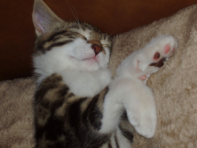 Fonds d'cran Animaux Chats - Chatons La vie est trop dure (2)