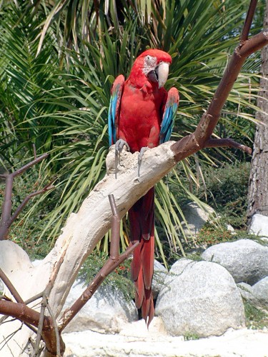 Fonds d'cran Animaux Oiseaux - Perroquets Perroquet